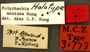 Media type: image; Entomology 31773   Aspect: labels
